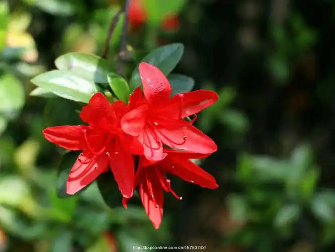 岭上开遍映山红