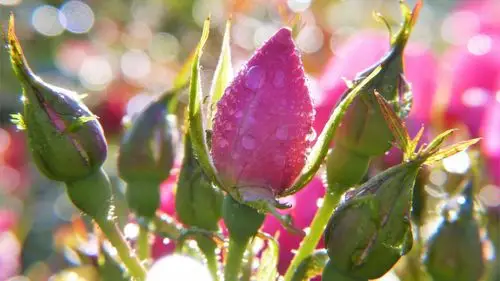 鲜花上的水滴露珠图片-花卉壁纸-高清花卉图片-第9图-娟娟壁纸