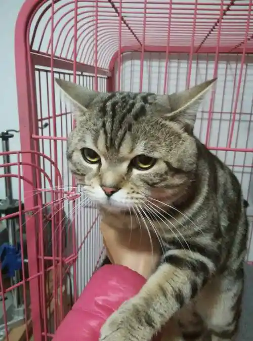 出售自家猫咪 美短串串