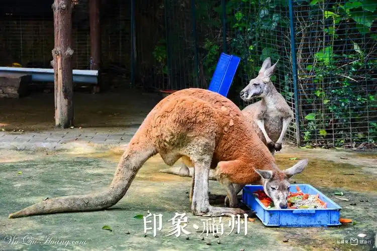 p>福州动物园位于福州市 a target="_blank" href="/item/晋安区