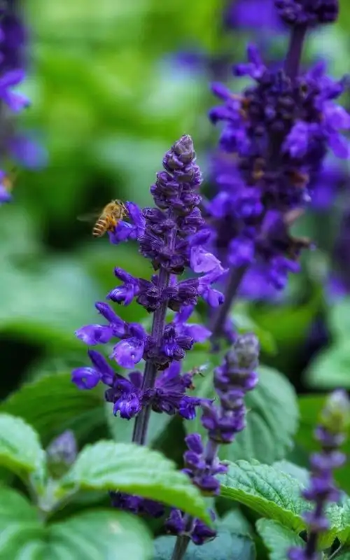 唯美梦幻的薰衣草景色