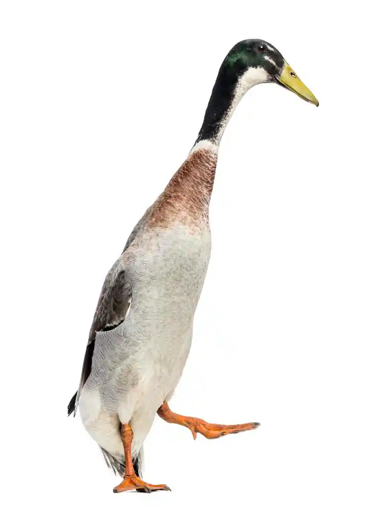 男性印度跑鸭, 艾奈斯育雏期绿头补血,行走