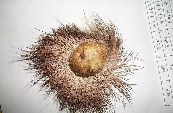 一种神秘药物,成为后宫的"堕胎"良药,雍正曾下旨作重要批示_麝香_宫廷