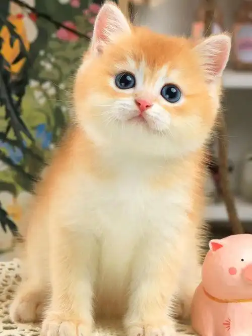 金渐层弟弟590102红金淡化色4500