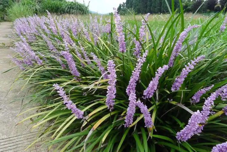 黔南山麦冬花葶