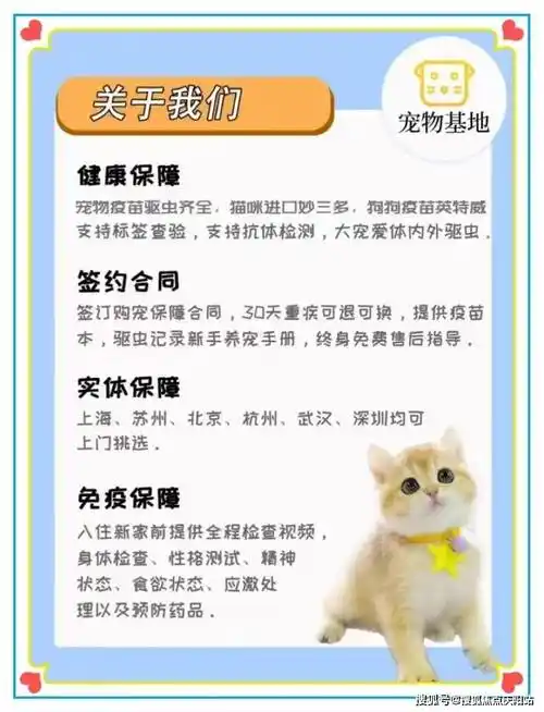 南京买银渐层首页网站丨银渐层什么价格南京银渐层什么价格丨买宠物