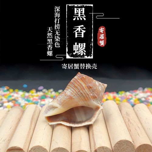 天然海螺贝壳黑香螺寄居蟹替换壳卷贝鱼繁殖壳鱼缸水箱造景
