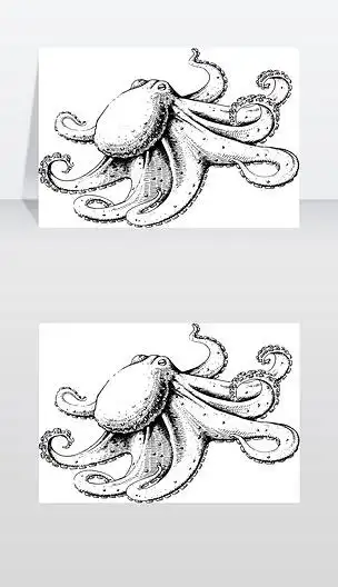 章鱼,矢量图,素描