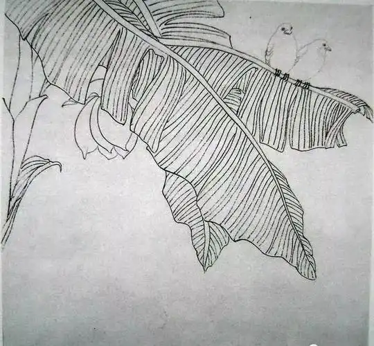 芭蕉工笔技法步骤