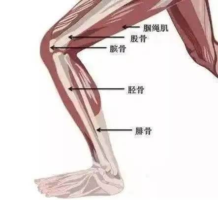 腓骨- 搜狗百科