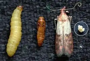 螟蛾的幼虫,常见的有米蛾和印度谷螟,请看下图,估计你家有粮食生虫了