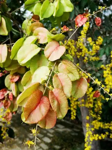 可做药用,还可作为黄色染料的栾树花