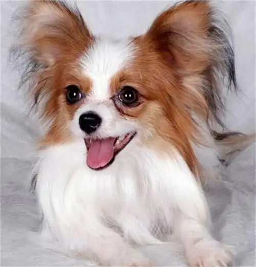 纯种健康蝴蝶犬幼犬超萌超可爱三月退换保纯保健康 - 京京宠物 - 何