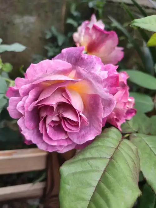 我的月季品种10恶魔的海洋