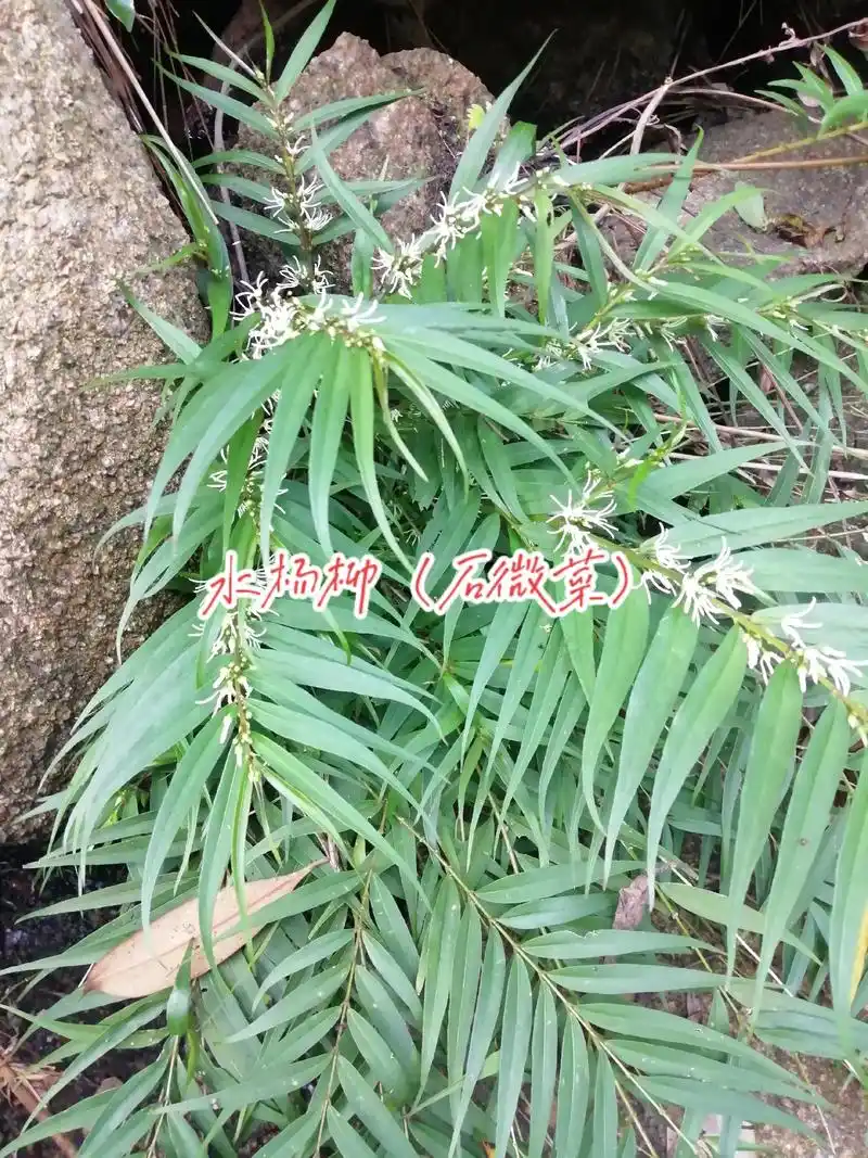 没钱烧烟了,出售水杨柳(石微菜) - 抖音