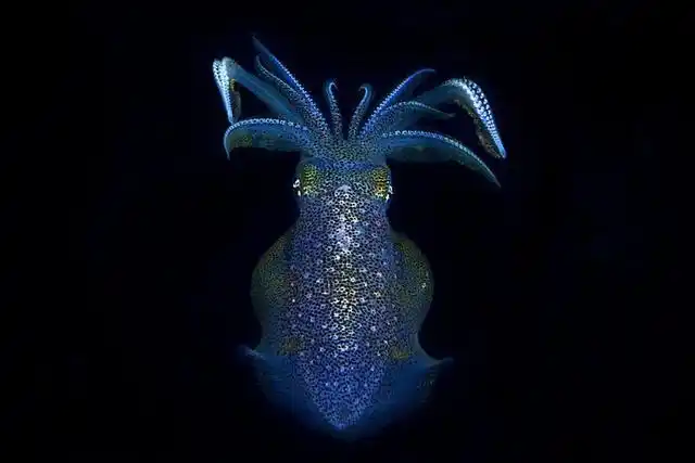 动物的生物发光是自然界最迷人的现象之一,可能会让不经意的观察者