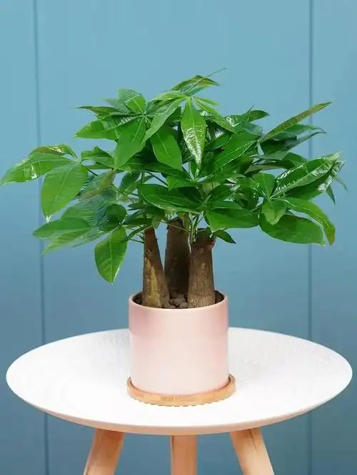 发财树怎么养才能长得旺盛又好看(家里养发财树这5点要做好了)(4)
