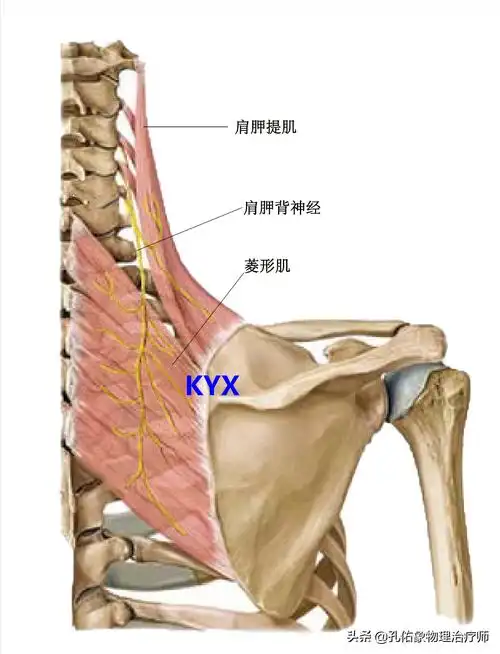 肩膀及肩胛骨疼痛是颈椎病引发的-第7张图片