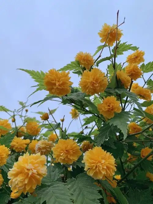 重瓣棣棠花(二) - lina花语 - 图虫