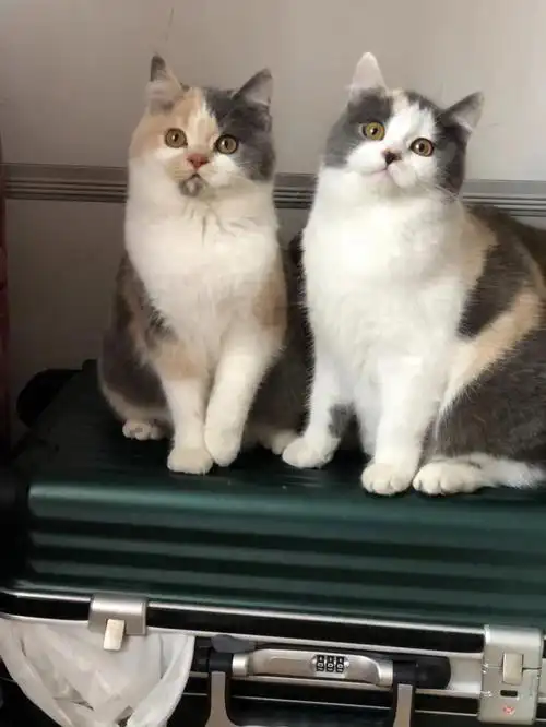 繁育色英短三花,新母,七个月,看上私聊,长毛蓝猫后代,可以生出长毛英