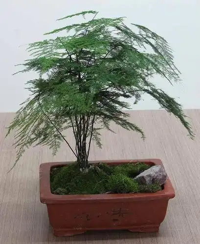 矮文竹(唐山云竹)