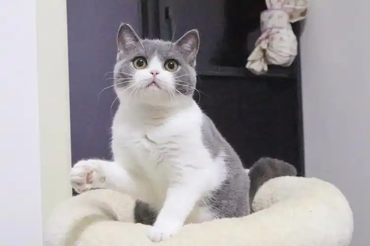 专注繁育甜美系高品质血统英短和米努特矮脚猫   猫舍微博: keplercat