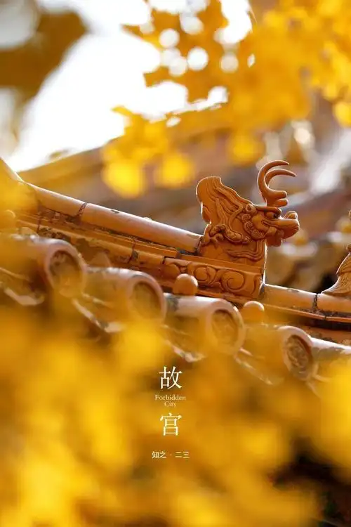 当金色银杏遇上红色宫墙,故宫美成了紫禁城!(附赏景地图) - 知乎