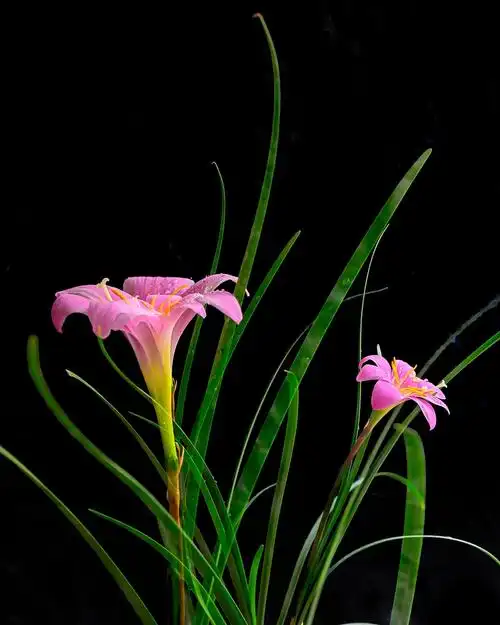 【花中花摄影图片】生态摄影_太平洋电脑网摄影部落