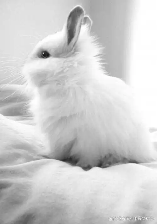 萌萌兔能上画吗