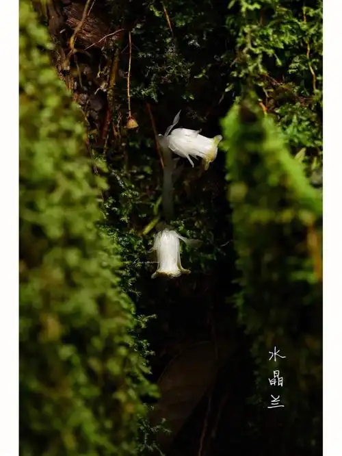 水晶兰枯叶朽木中绽放的幽灵之花