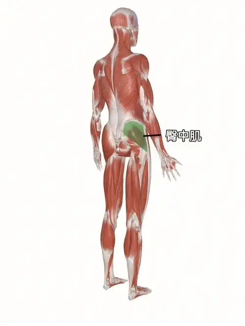 想蜜桃臀的时候中臀中肌的训练