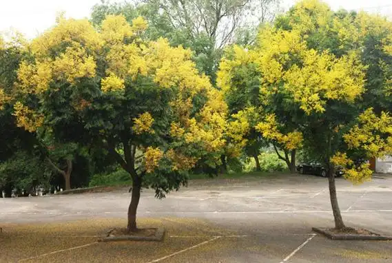 北栾的种植前景好吗北栾种植技术方法