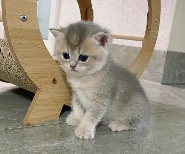 蓝金渐层ay11妹妹小憨憨一枚哈哈哈现猫