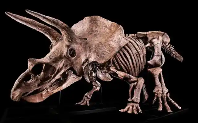 价值1800万恐龙骨架将拍卖,龙角就有1米长!它生前有多吓人?