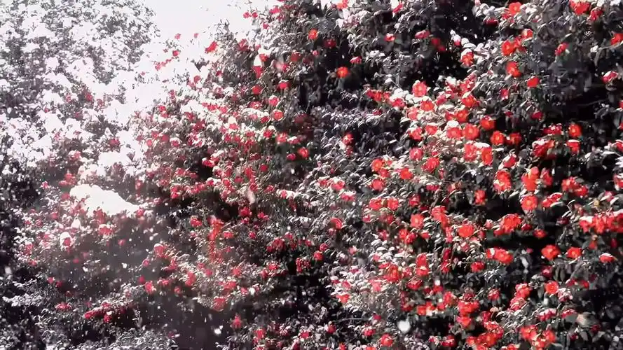 "原来雪中的山茶花是这个样子~"-101散人-默认收藏夹-哔哩哔哩视频