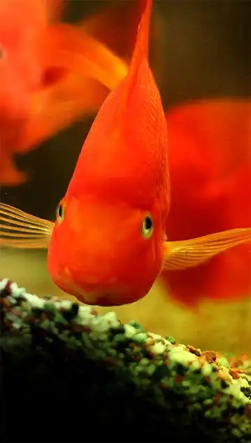 专业批发观赏鱼 供应观赏鱼发财鱼