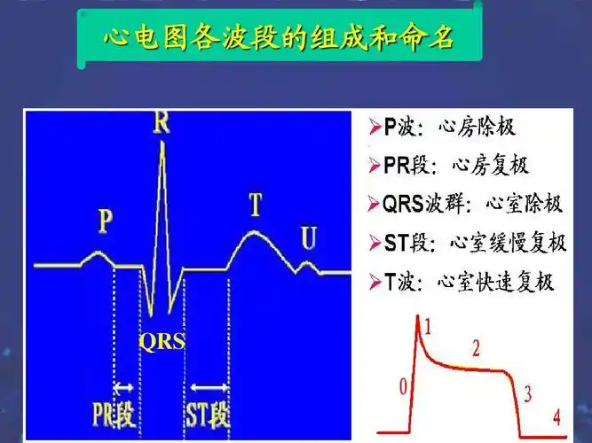 心电图知识课件ppt