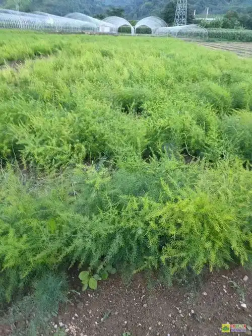 大天冬苗大天冬苗姜型黄精苗便宜处理