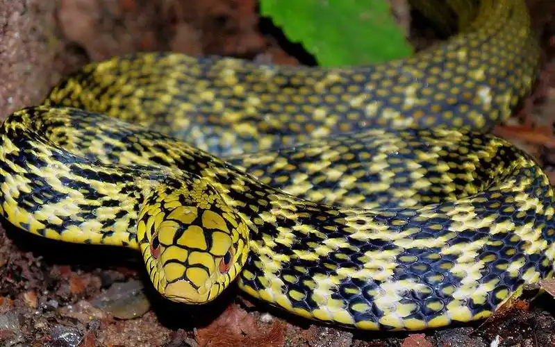 超嫌弃刚到别人家就随便乱跑的客人王锦蛇开箱夏季八拆