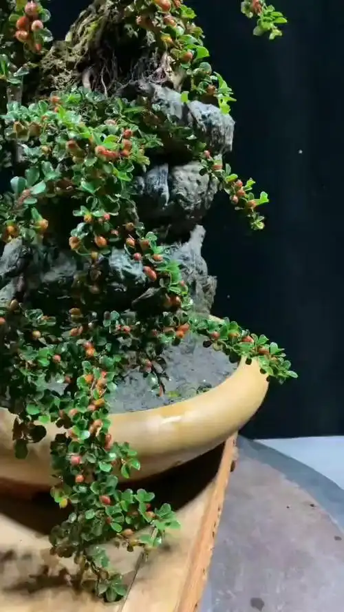 栒子因其之枝叶横展,叶小而稠密,花叶相衬托,分外绚丽,非常壮观!