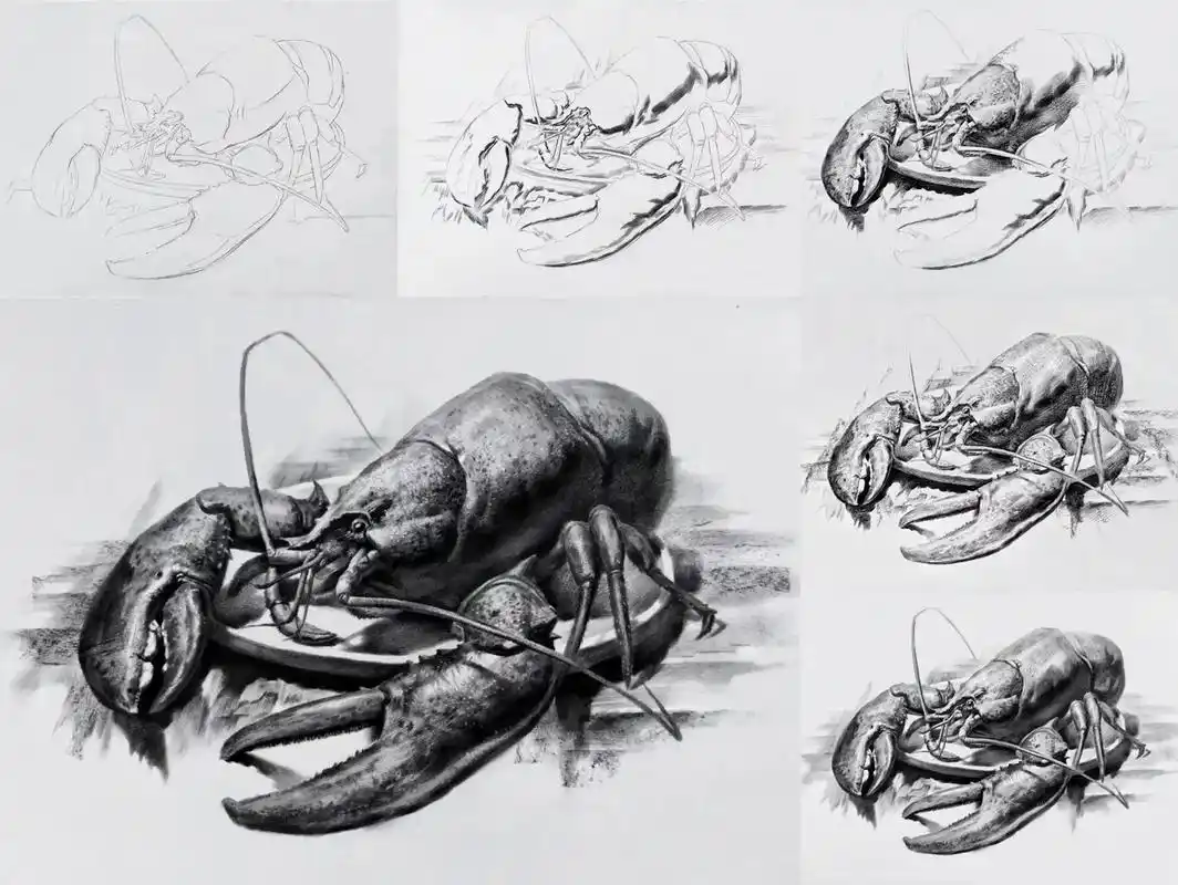 简单画一只大龙虾.#素描 #一起学画画 #一学就会系列 #龙 - 抖音