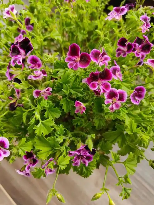 天使之眼天竺葵应该是换盆成功了吧