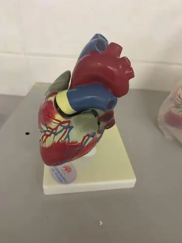 心脏模型