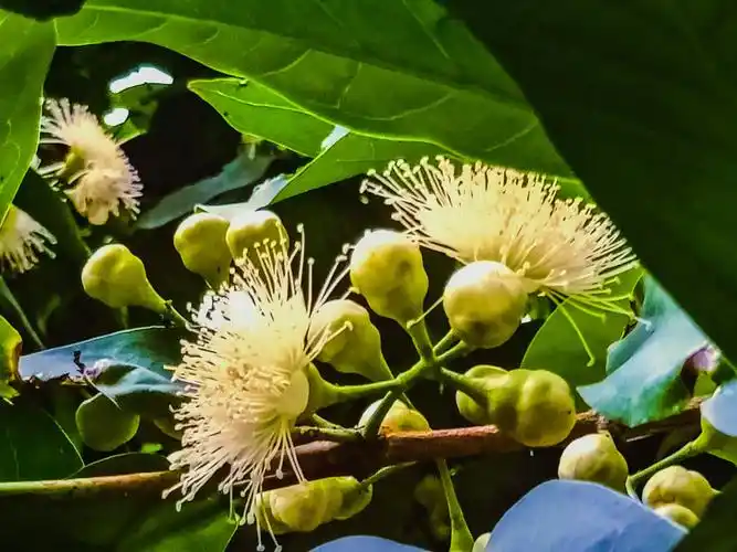 高颜值花,花果蒲桃