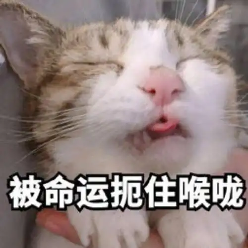 萌宠 喵星人 被命运 扼住喉咙 搞怪 逗