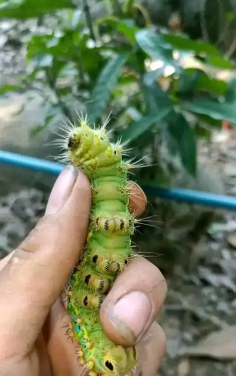 洋辣子毛怎么去除