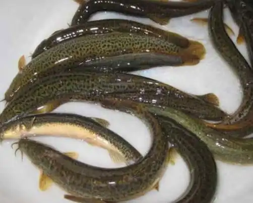 泥鳅吃什么食物