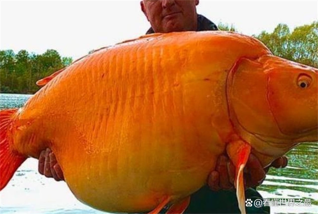 法国拉斐尔·比亚吉尼在垂钓时钓到了一条惊人的大金鱼,它重达近30斤