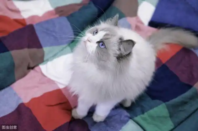 颜值高脾气好,价格自然也不低的布偶猫,是你心中的颜值之最吗?