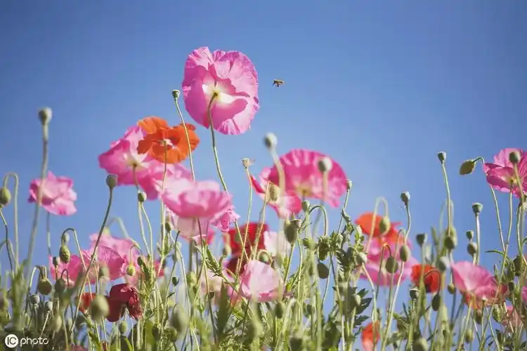 夸春天景色别再说"哇!好美!"了,看看写尽春日美景十七首唐诗